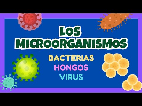 Los microorganismos [bacterias,