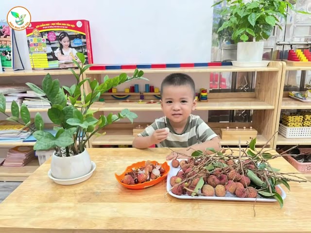 Video 🍇 KHÁM PHÁ “BẠN NHỎ” MÙA HÈ – QUẢ VẢI NGỌT LỊM 🍈 | Mầm Non Hải Yến - Trương Định