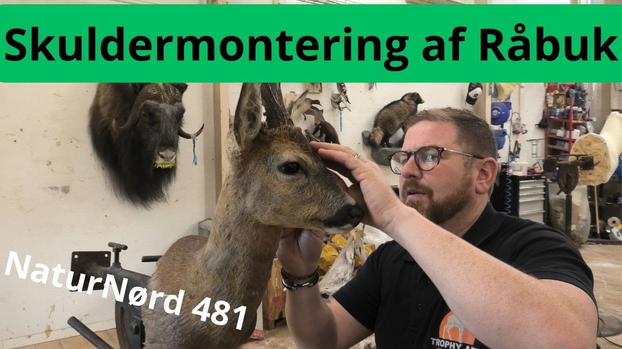 Tegning Råbuk SKULDERMONTERING AF RÅBUK !!!!! SE HELE PROCESSEN. - YouTube