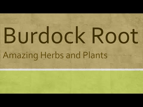 Burdock root Health Benefits - Health Benefits of Burdock root - Amazing Herbs and Plants