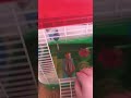 Pet squirrel