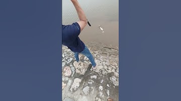 Câu cá vược tự nhiên.