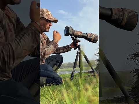 اغرب خشرة ستراها في حياتك  حشرات