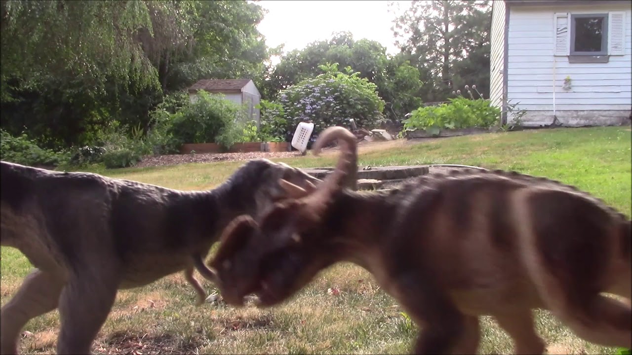 Dinosaur Battles Episode 2-Pachyrhinosaurus vs Albertosaurus - YouTube