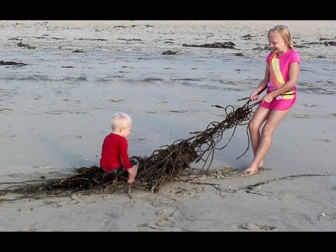 Seaweed Sled
