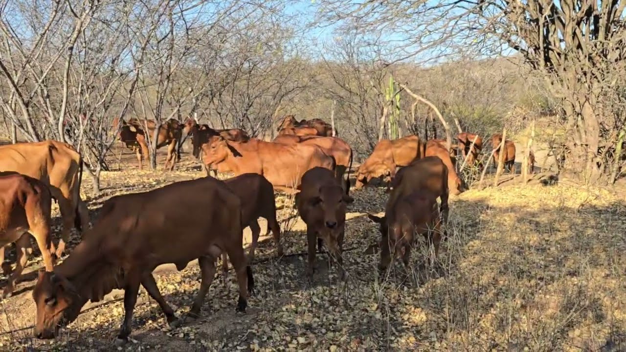 GADO SINDI NA FOLHA SECA DO JUAZEIRO