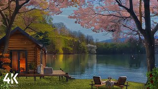 🌷Spring 4K | Poetic Spring Morning Ambience & Birdsong | Spring Lake with Cherry Blossoms