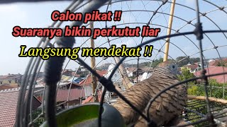 Calon pikat!! Suaranya bikin perkutut liar MENDEKAT !!