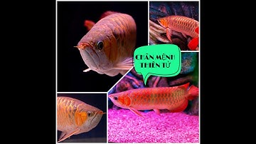 Cá RỒNG HUYẾT LONG - Loài cá mang danh ĐẾ VƯƠNG, có phong thái của bậc QUÂN TỬ !