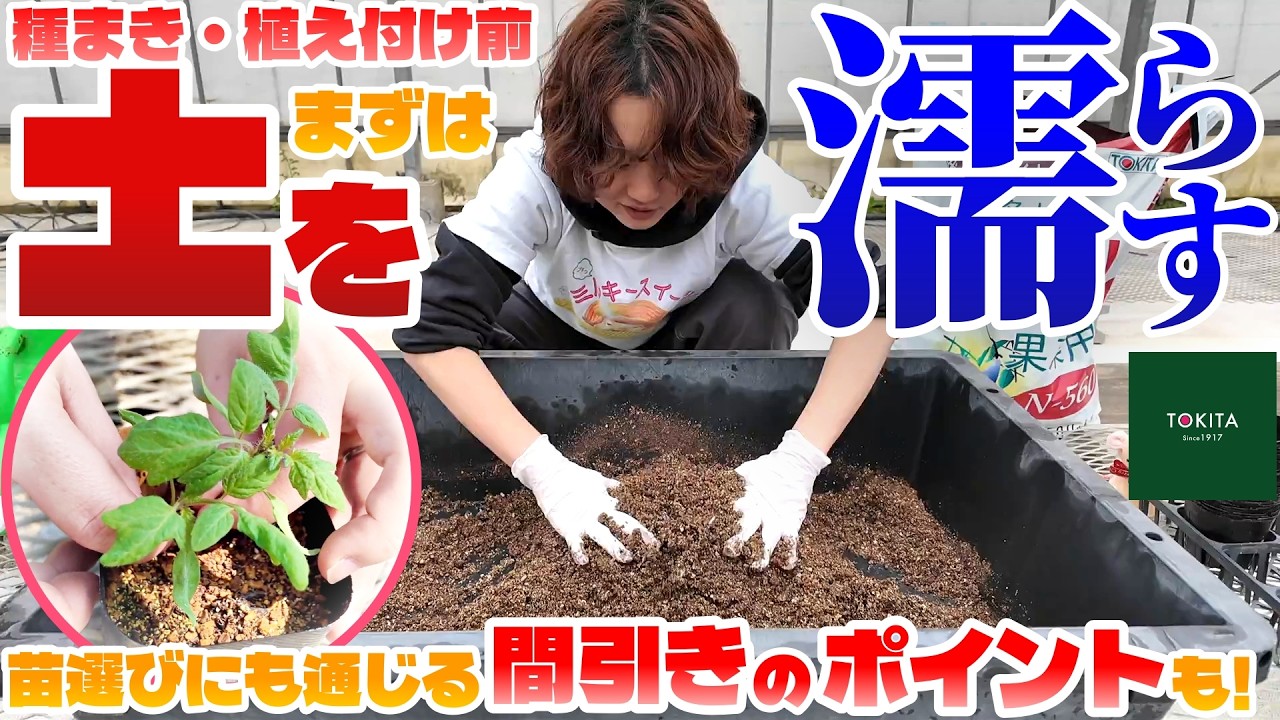Large pots] Mini tomato home gardening: From sowing seeds to
