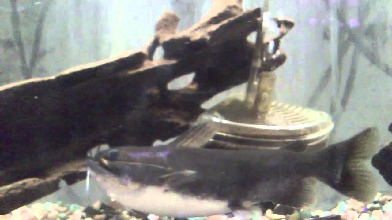 珍魚 バトラクスキャットについて