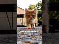 Slow Motion Cat Hits Different 🐱✨ #shorts
