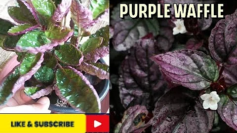Växten med krulliga lila blad - purpurfärgad vattenförgi