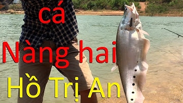 Câu cá giải trí, Câu cá Nàng hai, thác lác cườm hồ Trị an