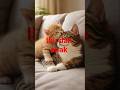 #funnycats