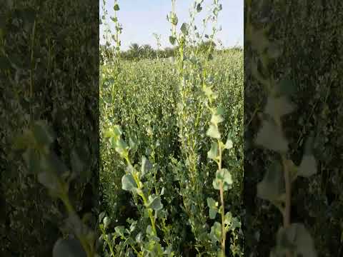 الرغل بديل الجت الرغل الربيع الدائم في مزارع لهباب دبي للتواصل 