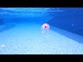 Jellyfish in my Swimming Pool