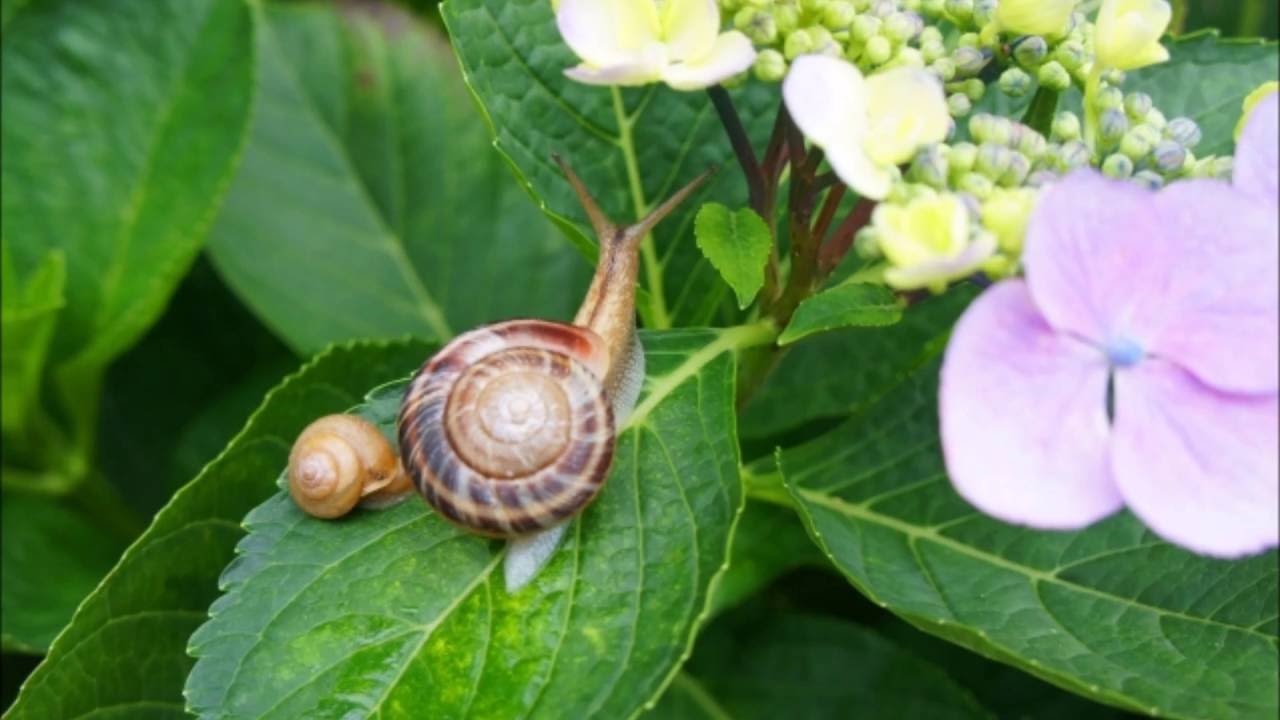 カタツムリ 英語 かたつむり 英語 マイマイ カタツムリ 英語 かたつむり 英語 マイマイ