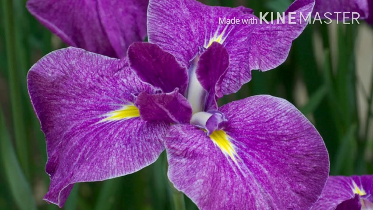 Different Flowers in Japan the meaning of each Flowers YouTube