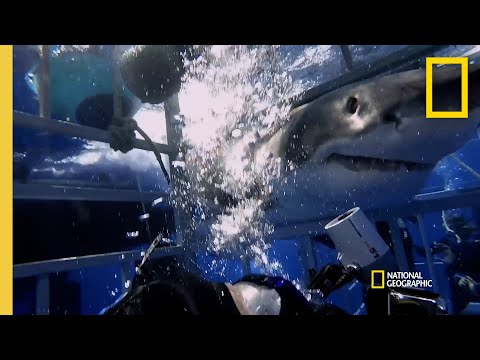 Why Sharks Attack Cage Divers | Shark Attack Files