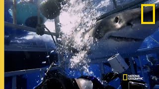 Why Sharks Attack Cage Divers | Shark Attack Files