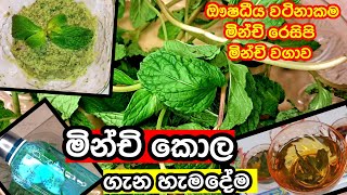 මනච කල ගන හමදම දනගනම Minchi Kola All About Mint Leaves Health Benefits And Uses