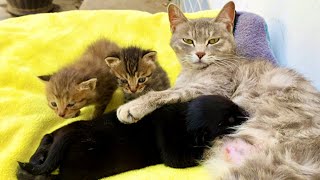 Amazing maternal love! A mother cat raised a puppy with her own milk.