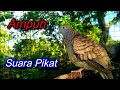 Suara pikat perkutut lokal