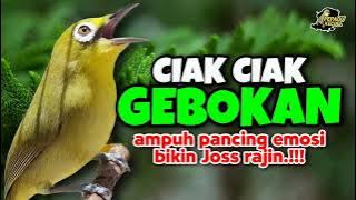 Download lagu Ciak Ciak Kecial Kuning Ngekek Ampuh Pancing Emosi Kecial Kuning Bikin Joss Rajin‼️| PEPADU KECIAL