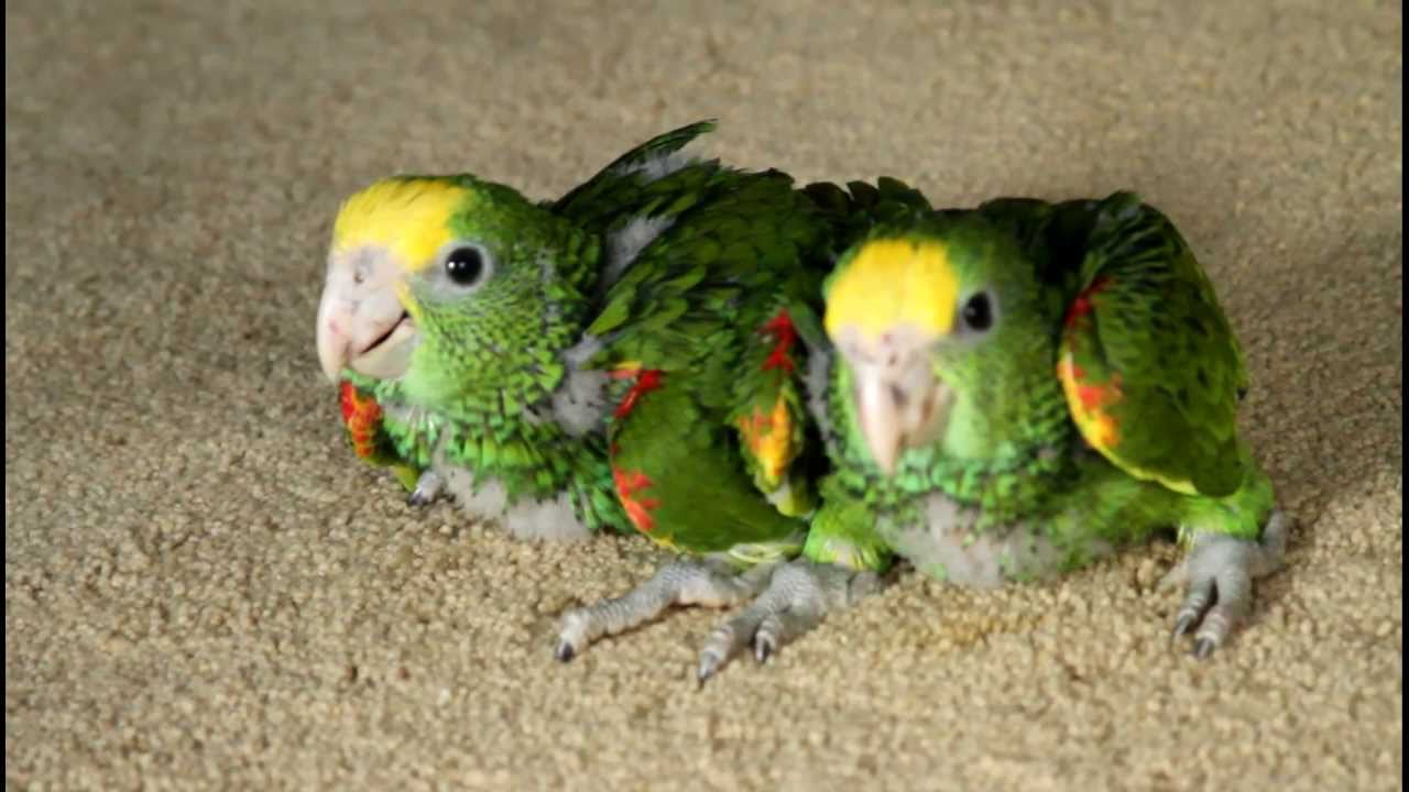 six amazon six amazon