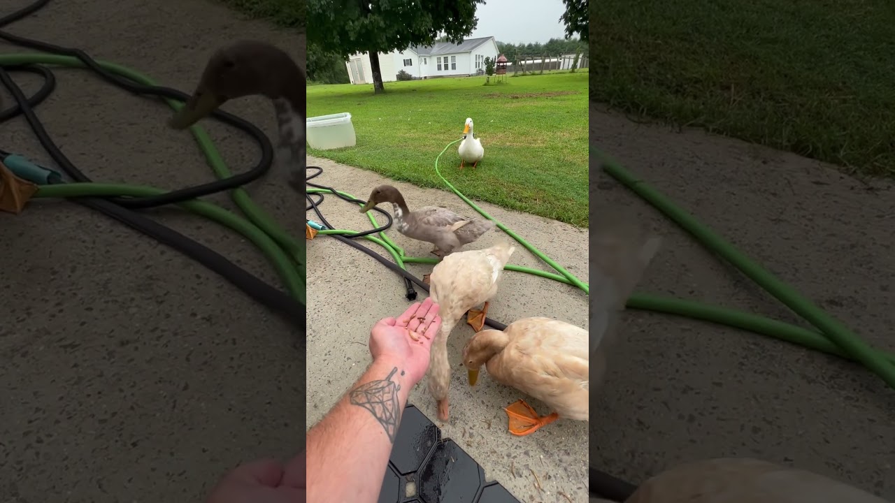 Hungry- Hungry- Ducks?! 