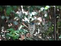 墾丁國家公園-黑枕藍鶲-Live Cam