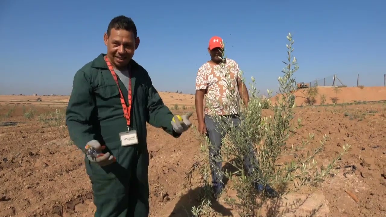 تكوين تكميلي لأشجار الزيتون لنكدوك إربصي متبع لها من منطقة ولاد بوعلي