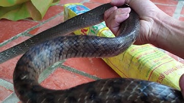 Thu bẫy ăn tết. Hốt hụi chót luôn | Săn bắt SÓC TRĂNG |