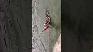 Fishing Crocodiles with dead Chicken