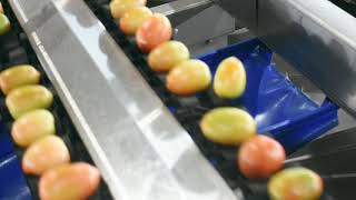 SICARO: Vision System / Sorting platform for fruits and vegetables designed by Rochin