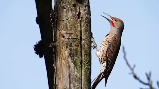 Woodpecker Pecking and Calling : Northern Flicker, Red-shafted Flicker