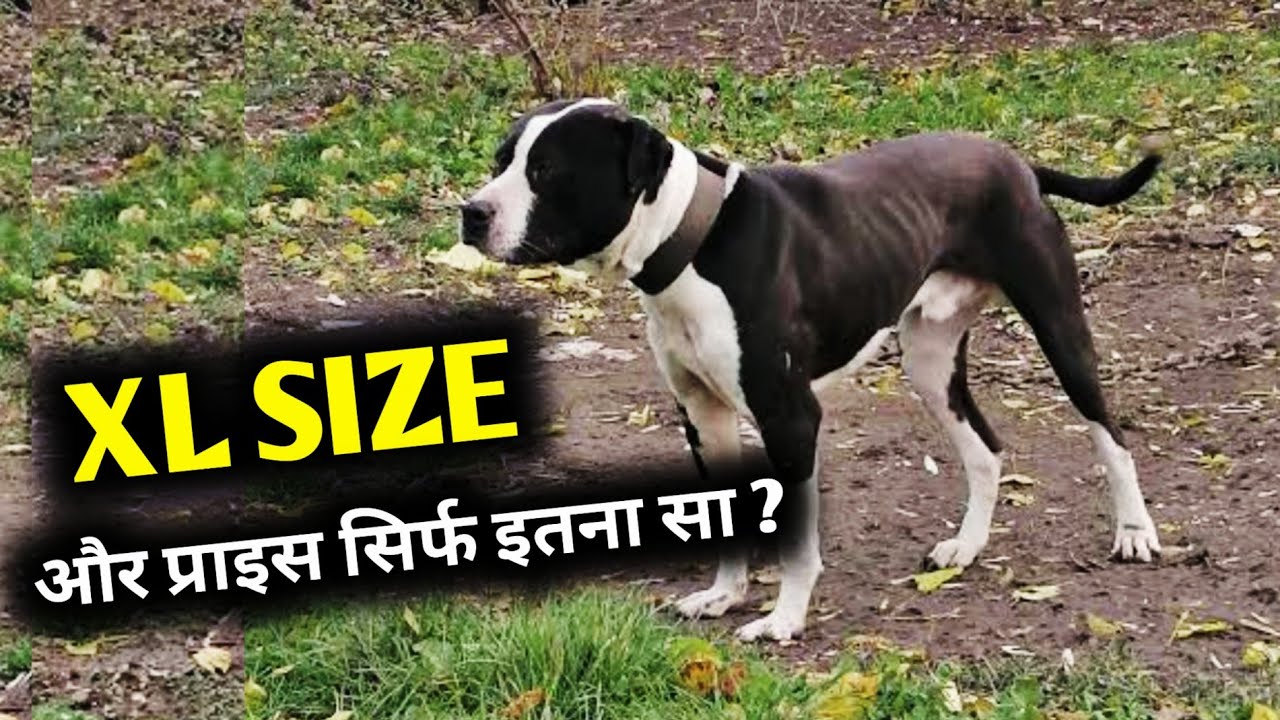 XL size pitbull dog for sale in low Price | यकीन नहीं होता ? तो खुद देख लो