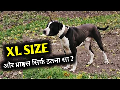 XL size pitbull dog for sale in low Price | यकीन नहीं होता ? तो खुद देख लो
