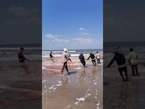 هيلا هيلا صلى على النبي لحظة لم صيادين بورسعيد للشبك محملا بالاسماك