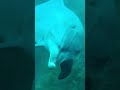 【衝撃映像】いつも通り海底に居ると...