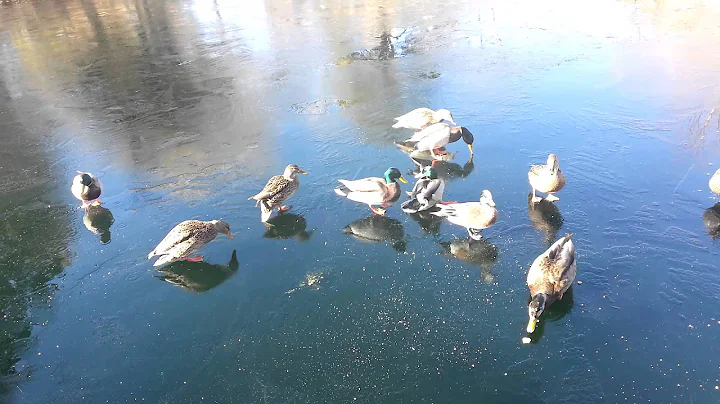 Ducks on Ice