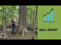 How to get the most money for your trees (timing the market)