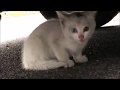 車の下から母猫を呼ぶ鳴き声が・・・オッドアイのかわいい子猫を発見から保護までの一部始終