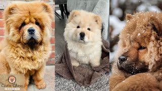 The Ultimate Chow Chow Dog Compilation