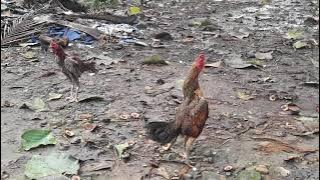 ayam mangon bulbi dihadang ayam bangkok si jengger wilah di kebun samping rumah !!! sempat tegang !!