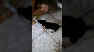 Niemiecki Terrier Fuzja