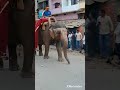mahashivratri Maharajganj महाशिवरात्रि महराजगंज, शोभा यात्रा 🙏🏻