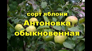 Сорт яблони Антоновка обыкновенная