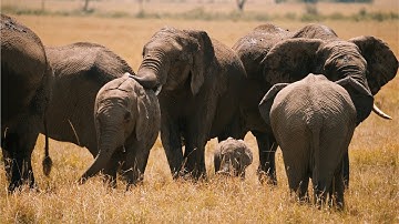 Kenya Field Course | MSc Conservation and Biodiversity, University of Exeter